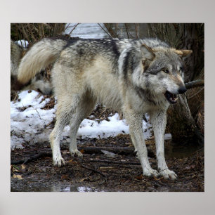 De Big Bad Wolf Poster