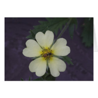 De bijen op de Cinquefoil