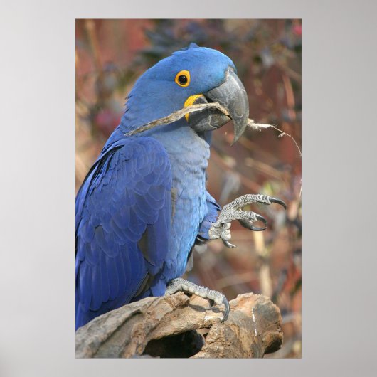 De blauwdruk poster (Voorkant)