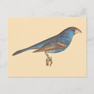 De blauwe grosbeak, James de Kay's New York Birds Briefkaart