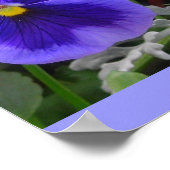 De Blauwe Pansy Poster (Hoek)