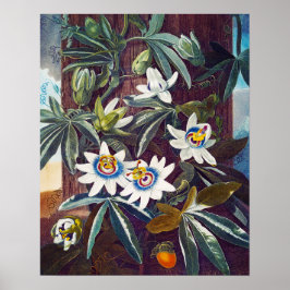 De blauwe passiesbloem poster