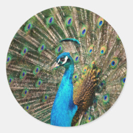 De blauwe pauw ronde sticker