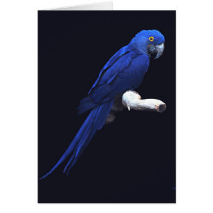 De blauwe schoonheid