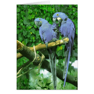 De blauwe Tweeling Verticale Kaart van Papegaaien