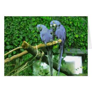 De blauwe TweelingKaart van Papegaaien