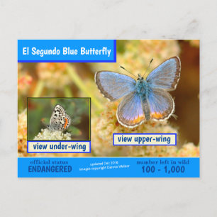 De blauwe vlinder van El Segundo wordt bedreigd Feestdagenkaart