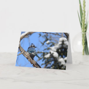De blauwe Vogel van de Vlaamse gaai in het Lege Kaart
