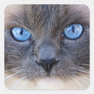 De blauwogige kat vierkante sticker