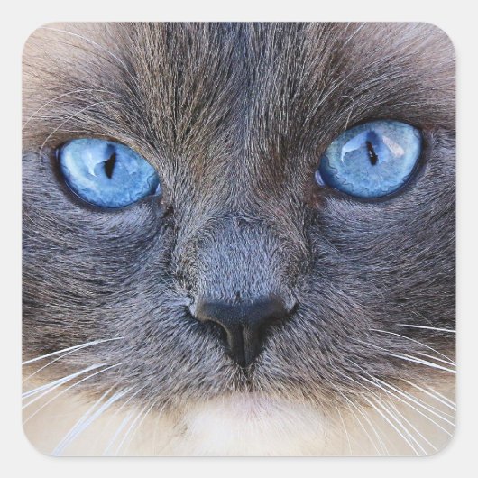De blauwogige kat vierkante sticker (Voorkant)
