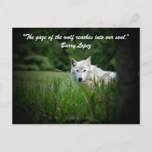 De blik van de wolf komt binnen... briefkaart
