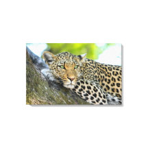 De blik van een luipaard