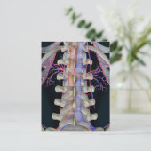 De bloedtoevoer van lendenwervels briefkaart (Staand voorkant)