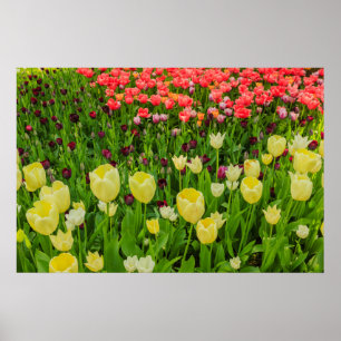 de bloei van tulpen op een poster papier in een pa