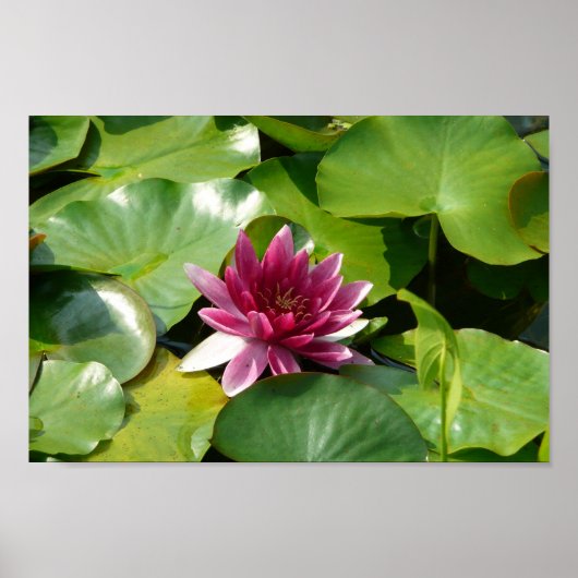 De bloeiende roze waterlily poster (Voorkant)