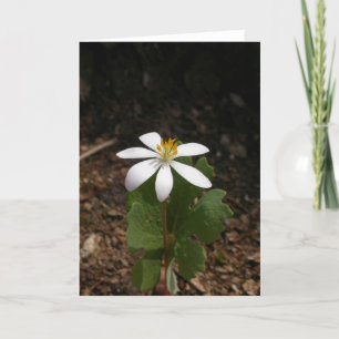 De bloem van Bloodroot Kaart
