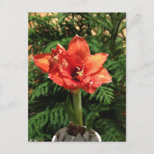 De Bloem van de Amaryllis van Kerstmis Feestdagenkaart