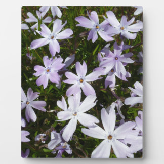 De bloem van de flox fotoplaat