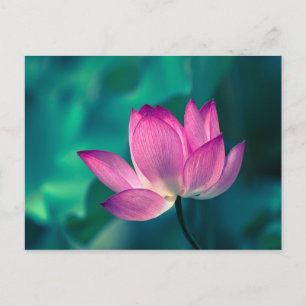 De Bloem van de Waterlelie van Lotus Briefkaart