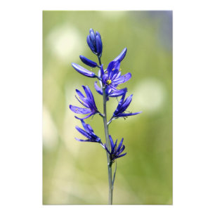 De bloem van een camas lelie in Valley County, Foto Afdruk
