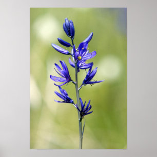 De bloem van een camas lelie in Valley County, Poster