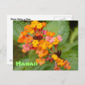 De Bloem van Hawaï Briefkaart (Voorkant / Achterkant)