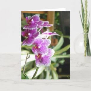 de bloemart. van het orchideewenskaart kaart