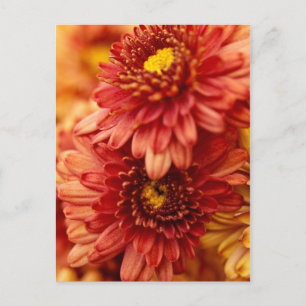De Bloemen van de Chrysant van de herfst - Rood en Briefkaart