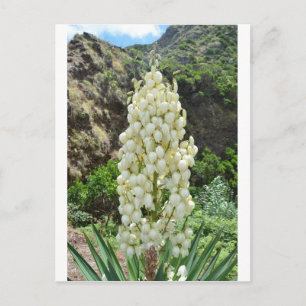 De bloemen van de yucca in de Azoren Briefkaart