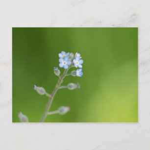 De Bloemen van het vergeet-mij-nietje Briefkaart
