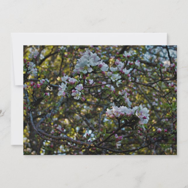 De Bloesems van Apple (Voorkant)