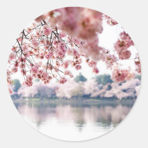 De Bloesems van de kers Ronde Sticker