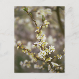 De Bloesems van de perzik Briefkaart