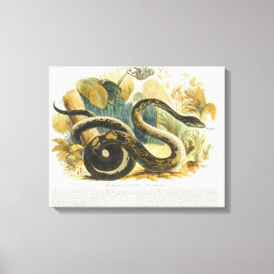De Boa Constrictor, educatieve illustratie pub. Canvas Afdruk