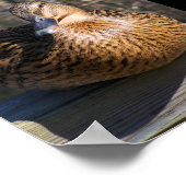 De Boardwalk Beauty Poster (Hoek)