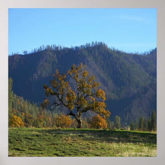 De bomen roepen me...... poster (Voorkant)