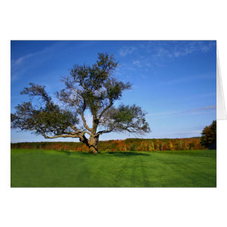 De boom bij Topsmead - Leeg