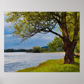 De boom op de bank poster