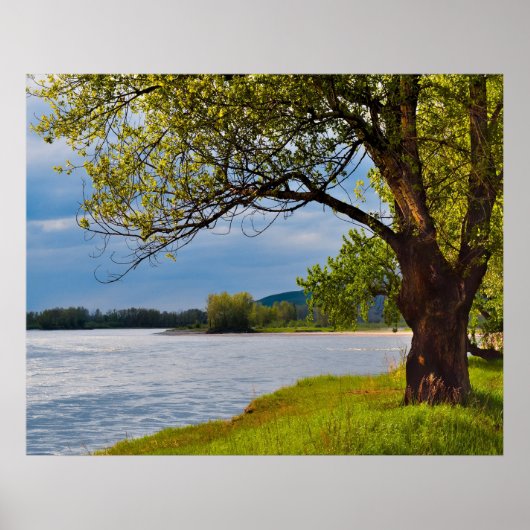 De boom op de bank poster (Voorkant)