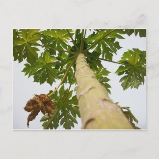 De Boom van de papaja, Nigeria Briefkaart