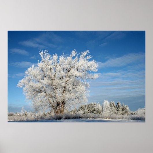 De Boom van het ijs Poster (Voorkant)