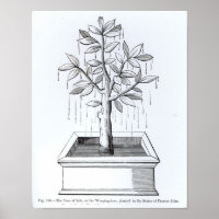 De boom van het leven, of de Woningboom