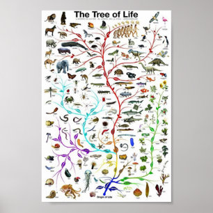 De boom van het levensonderwijs poster