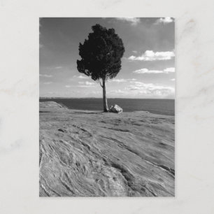 De Boom van Phoenix van het fort Briefkaart