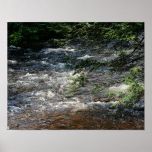 De boomtakken van de pijn over Rapids in Stream Or Poster