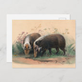 De Bosch-Vark van Joseph Wolf Briefkaart (Voorkant / Achterkant)