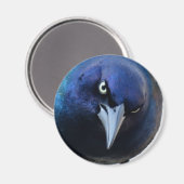 De boze grackle magneet (Voorkant / Achterkant)