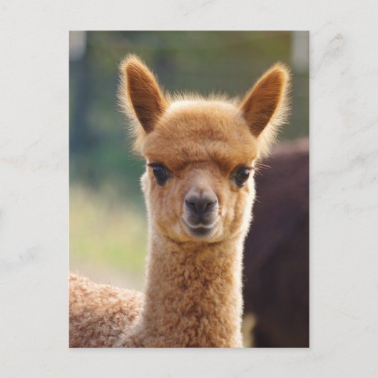 De Briefkaarten van de alpaca (Voorkant)