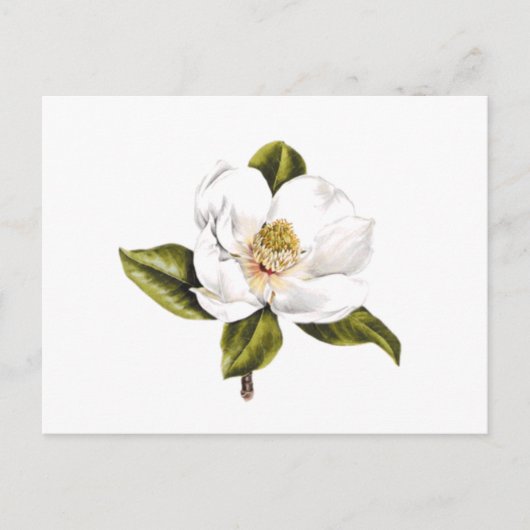 De Briefkaarten van de Verandering van het adres - (Voorkant)