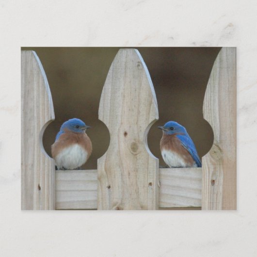 De briefkaarten van sialia (Voorkant)